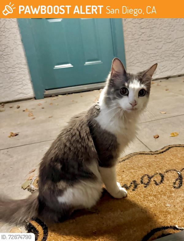Found/Stray Unknown Cat last seen Near paseo lucido, San Diego, CA 92128