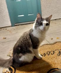 Found/Stray Unknown Cat last seen Near paseo lucido, San Diego, CA 92128