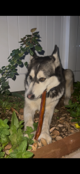 Found/Stray Female Dog last seen Sunland Ralph’s , Los Angeles, CA 91042