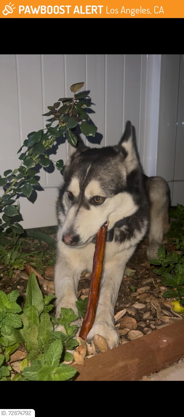 Found/Stray Female Dog last seen Sunland Ralph’s , Los Angeles, CA 91042