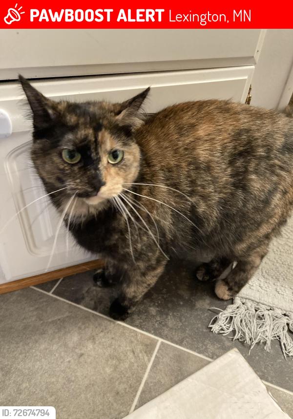Lost Female Cat last seen Lexington memorial park, Lexington, MN 55014