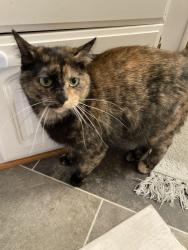 Lost Female Cat last seen Lexington memorial park, Lexington, MN 55014