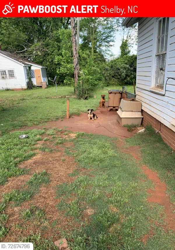 Lost Male Dog last seen Near north Lafayette st Shelby,nc, Shelby, NC 28150