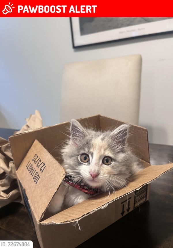 Lost Female Cat last seen Murdy Park, Huntington Beach, CA 92647