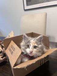 Lost Female Cat last seen Murdy Park, Huntington Beach, CA 92647