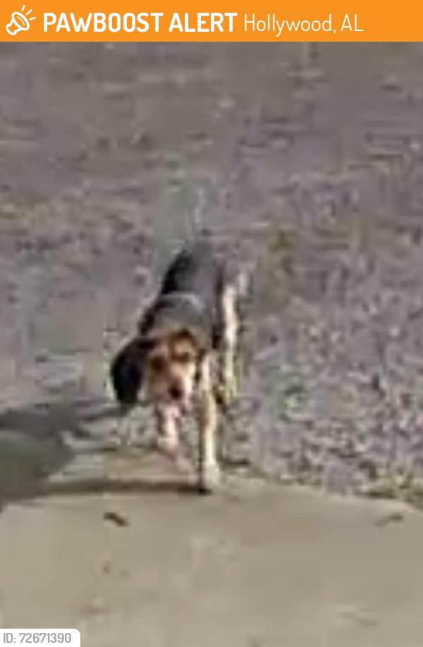 Found/Stray Female Dog last seen Waters Edge RV Park, 34596 US 72, Hollywood,AL, Hollywood, AL 35752