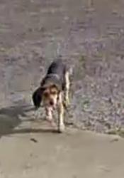 Found/Stray Female Dog last seen Waters Edge RV Park, 34596 US 72, Hollywood,AL, Hollywood, AL 35752