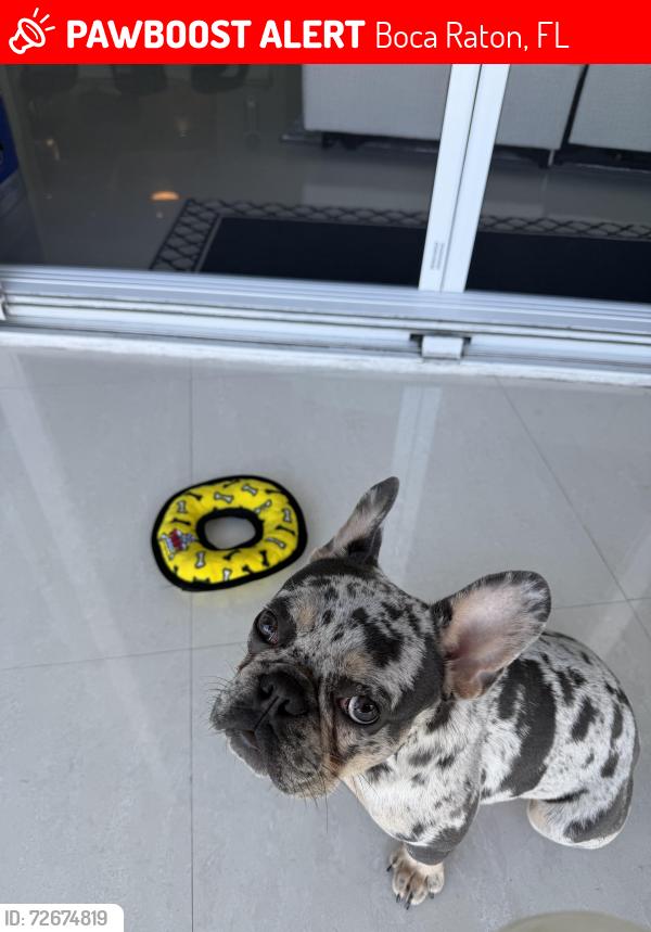 Lost Male Dog last seen Palmetto park , Boca Raton, FL 33433
