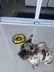 Lost Male Dog last seen Palmetto park , Boca Raton, FL 33433