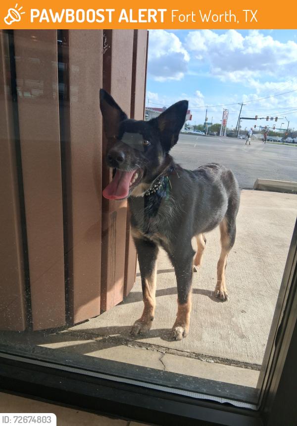Found/Stray Male Dog last seen Lancaster and Oakland , Fort Worth, TX 76103