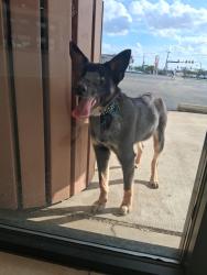 Found/Stray Male Dog last seen Lancaster and Oakland , Fort Worth, TX 76103