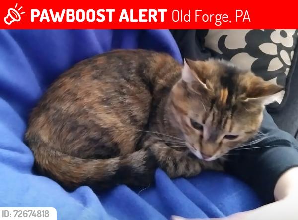 Lost Female Cat last seen Salernos restaurant , Old Forge, PA 18518