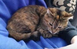 Lost Female Cat last seen Salernos restaurant , Old Forge, PA 18518