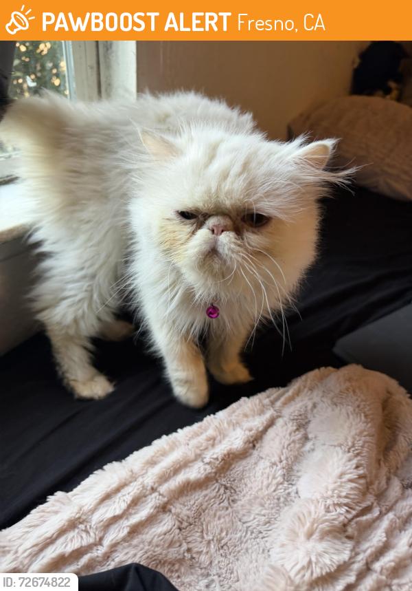 Found/Stray Female Cat last seen by foodmax, Fresno, CA 93706