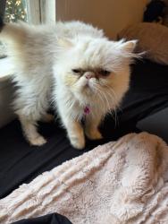 Found/Stray Female Cat last seen by foodmax, Fresno, CA 93706