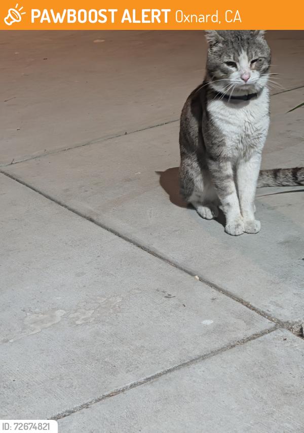 Found/Stray Unknown Cat last seen Yucca, Oxnard, CA 93033