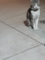 Found/Stray Unknown Cat last seen Yucca, Oxnard, CA 93033