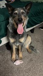 Found/Stray Female Dog last seen Lyon/Acacia, Hemet, CA 92545