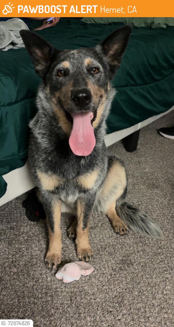 Found/Stray Female Dog last seen Lyon/Acacia, Hemet, CA 92545