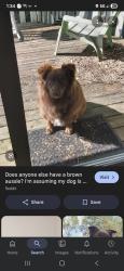 Lost Male Dog last seen South Taylor Ave , Belle, MO 65013