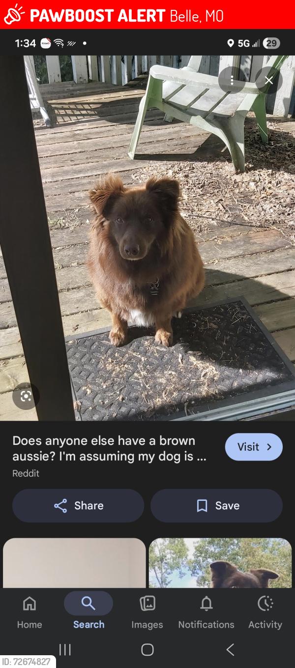 Lost Male Dog last seen South Taylor Ave , Belle, MO 65013