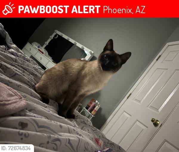 Lost Female Cat last seen Near West Sunderland ave, Phoenix, AZ 85033