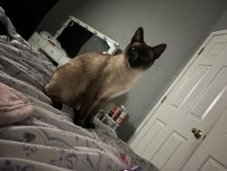 Lost Female Cat last seen Near West Sunderland ave, Phoenix, AZ 85033