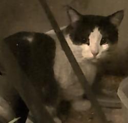 Found/Stray Unknown Cat last seen Tropicana & Mt Vista, Las Vegas, NV 89120