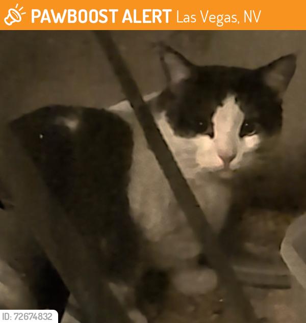Found/Stray Unknown Cat last seen Tropicana & Mt Vista, Las Vegas, NV 89120