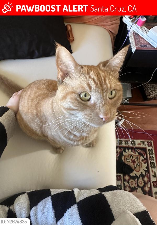 Lost Male Cat last seen 17th/Rodriguez st, Santa Cruz, CA 95062