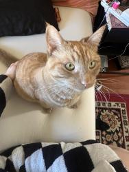 Lost Male Cat last seen 17th/Rodriguez st, Santa Cruz, CA 95062