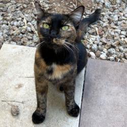Lost Female Cat last seen Gilbert Rd and Riggs Rd, Chandler, AZ 85249