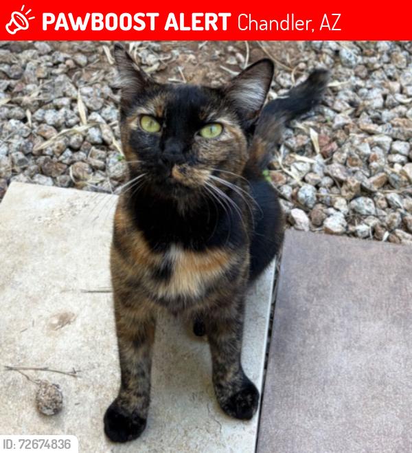 Lost Female Cat last seen Gilbert Rd and Riggs Rd, Chandler, AZ 85249
