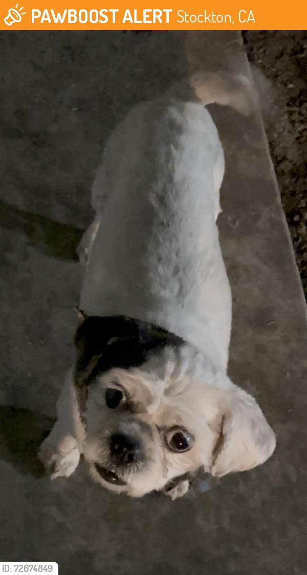 Found/Stray Female Dog last seen Swain Road / Harrisburg Pl, Stockton, CA 95207