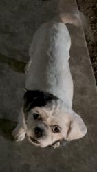 Found/Stray Female Dog last seen Swain Road / Harrisburg Pl, Stockton, CA 95207