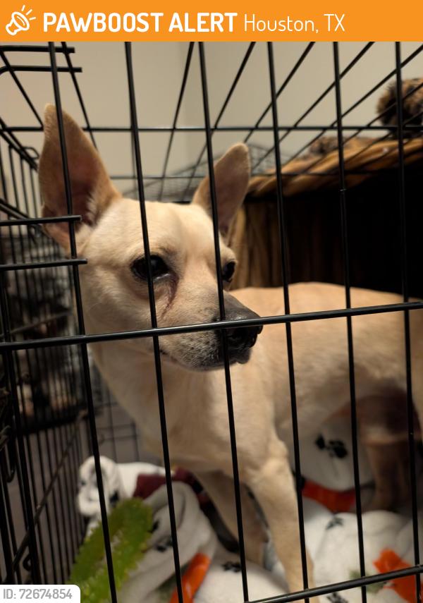 Found/Stray Male Dog last seen By kroger on West road and antoine , Houston, TX 77086