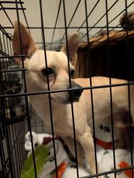 Found/Stray Male Dog last seen By kroger on West road and antoine , Houston, TX 77086
