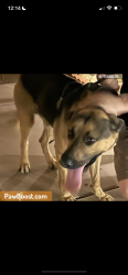 Lost Unknown Dog last seen Near , Glendale, AZ 85301