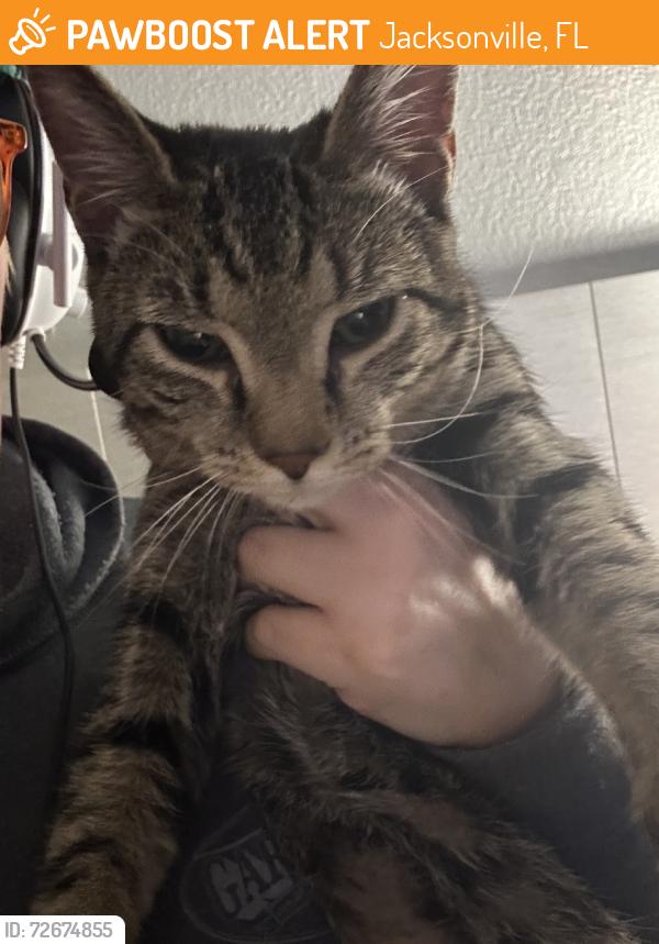 Found/Stray Male Cat last seen Hardees on Commonwealth Boulevard, Jacksonville, FL 32254