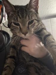 Found/Stray Male Cat last seen Hardees on Commonwealth Boulevard, Jacksonville, FL 32254
