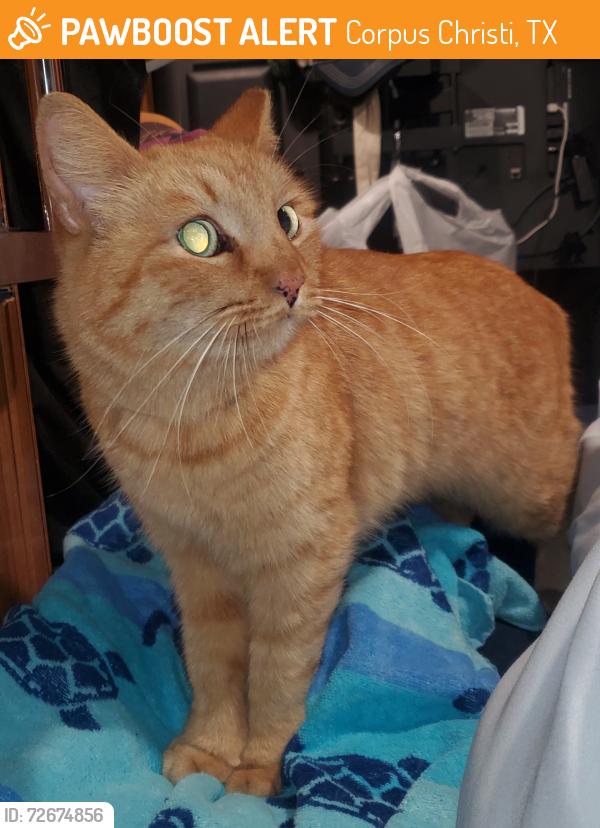 Found/Stray Unknown Cat last seen Holiday Inn Express parking lot on Shoreline , Corpus Christi, TX 78401