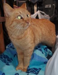 Found/Stray Unknown Cat last seen Holiday Inn Express parking lot on Shoreline , Corpus Christi, TX 78401