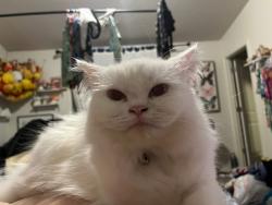 Lost Female Cat last seen NE 40th ave and NE 91st st and circle! , Vancouver, WA 98665