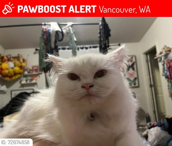 Lost Female Cat last seen NE 40th ave and NE 91st st and circle! , Vancouver, WA 98665