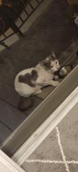 Lost Male Cat last seen McPherson Pl, Los Angeles, CA 90032