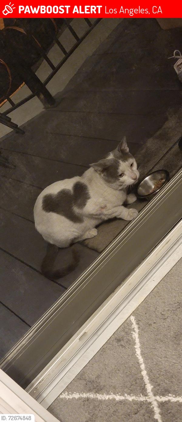 Lost Male Cat last seen McPherson Pl, Los Angeles, CA 90032