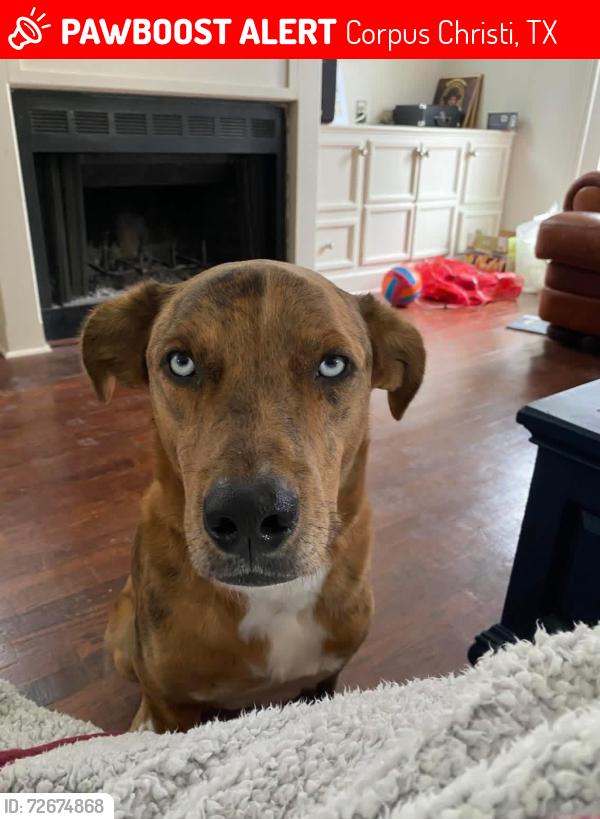 Lost Male Dog last seen Santa Fe and Leming, Corpus Christi, TX 78404