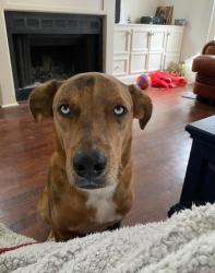 Lost Male Dog last seen Santa Fe and Leming, Corpus Christi, TX 78404