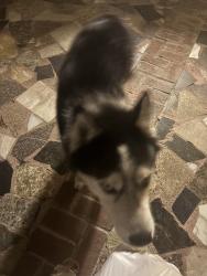 Found/Stray Unknown Dog last seen o, Los Angeles, CA 91331