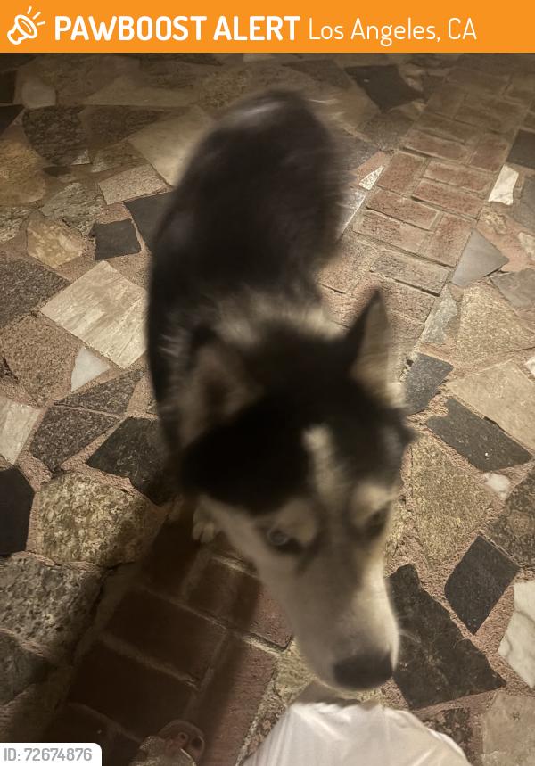 Found/Stray Unknown Dog last seen o, Los Angeles, CA 91331